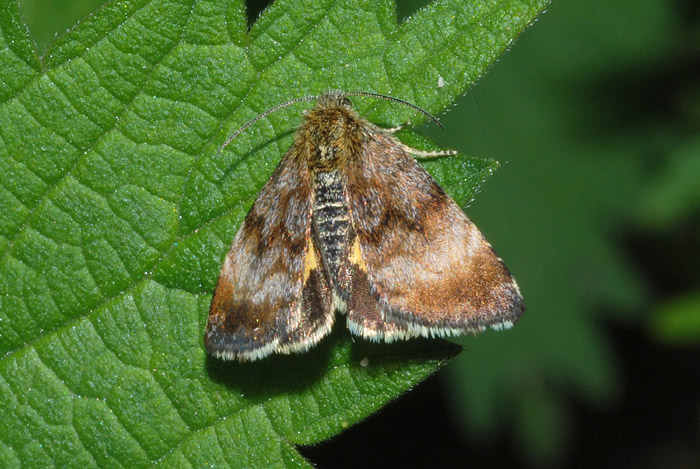 Noctuidae da confermare - Panemeria tenebrata